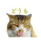ちいきねこ4（個別スタンプ：11）