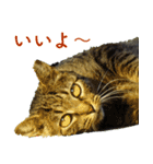 ちいきねこ4（個別スタンプ：13）