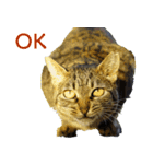 ちいきねこ4（個別スタンプ：14）
