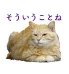 ちいきねこ4（個別スタンプ：16）