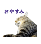 ちいきねこ4（個別スタンプ：17）