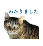 ちいきねこ4（個別スタンプ：18）