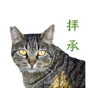 ちいきねこ4（個別スタンプ：19）