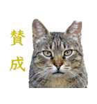 ちいきねこ4（個別スタンプ：20）