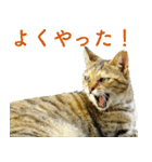 ちいきねこ4（個別スタンプ：21）
