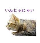 ちいきねこ4（個別スタンプ：22）
