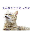 ちいきねこ4（個別スタンプ：23）
