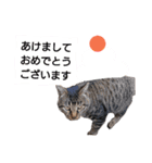 ねこースタンプ7（個別スタンプ：1）
