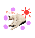 ねこースタンプ7（個別スタンプ：2）