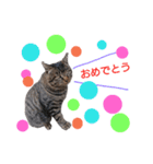 ねこースタンプ7（個別スタンプ：3）