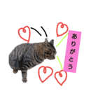 ねこースタンプ7（個別スタンプ：6）