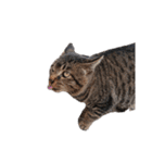 ねこースタンプ7（個別スタンプ：10）