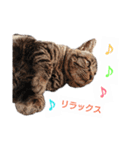 ねこースタンプ7（個別スタンプ：12）