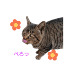 ねこースタンプ7（個別スタンプ：14）