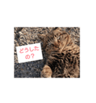 ねこースタンプ7（個別スタンプ：16）