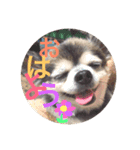 チョコ太郎スタンプ（個別スタンプ：1）