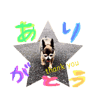 チョコ太郎スタンプ（個別スタンプ：7）