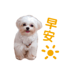 ピピ～ごはんよ！（個別スタンプ：1）
