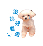 ピピ～ごはんよ！（個別スタンプ：7）