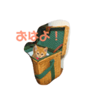 ねむいねむいねむいネコ（個別スタンプ：5）
