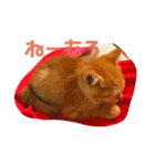 ねむいねむいねむいネコ（個別スタンプ：6）