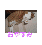 佐藤家の猫2.1（個別スタンプ：1）