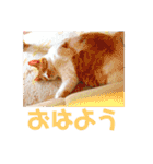 佐藤家の猫2.1（個別スタンプ：2）