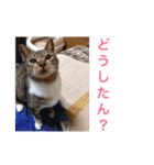 佐藤家の猫2.1（個別スタンプ：3）