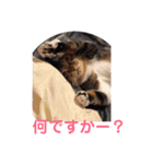 佐藤家の猫2.1（個別スタンプ：6）