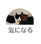 佐藤家の猫2.1（個別スタンプ：14）