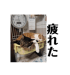佐藤家の猫2.1（個別スタンプ：15）