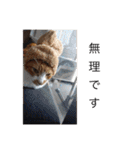 佐藤家の猫2.1（個別スタンプ：16）