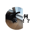佐藤家の猫2.1（個別スタンプ：18）