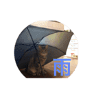 佐藤家の猫2.1（個別スタンプ：20）