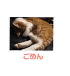 佐藤家の猫2.1（個別スタンプ：21）