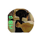 佐藤家の猫2.1（個別スタンプ：22）