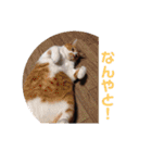 佐藤家の猫2.1（個別スタンプ：25）