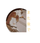 佐藤家の猫2.1（個別スタンプ：27）