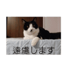 佐藤家の猫2.1（個別スタンプ：28）