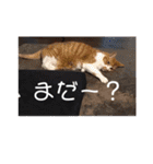佐藤家の猫2.1（個別スタンプ：29）