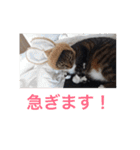 佐藤家の猫2.1（個別スタンプ：31）