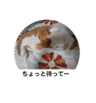 佐藤家の猫2.1（個別スタンプ：32）