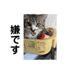 佐藤家の猫2.1（個別スタンプ：33）