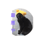 佐藤家の猫2.1（個別スタンプ：36）