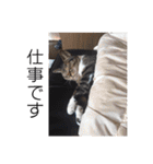 佐藤家の猫2.1（個別スタンプ：38）
