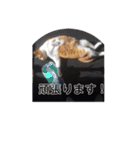 佐藤家の猫2.1（個別スタンプ：40）