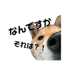 柴犬はなの日常スタンプ（個別スタンプ：1）