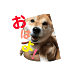 柴犬はなの日常スタンプ（個別スタンプ：2）