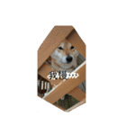 柴犬はなの日常スタンプ（個別スタンプ：5）