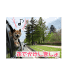 柴犬はなの日常スタンプ（個別スタンプ：7）